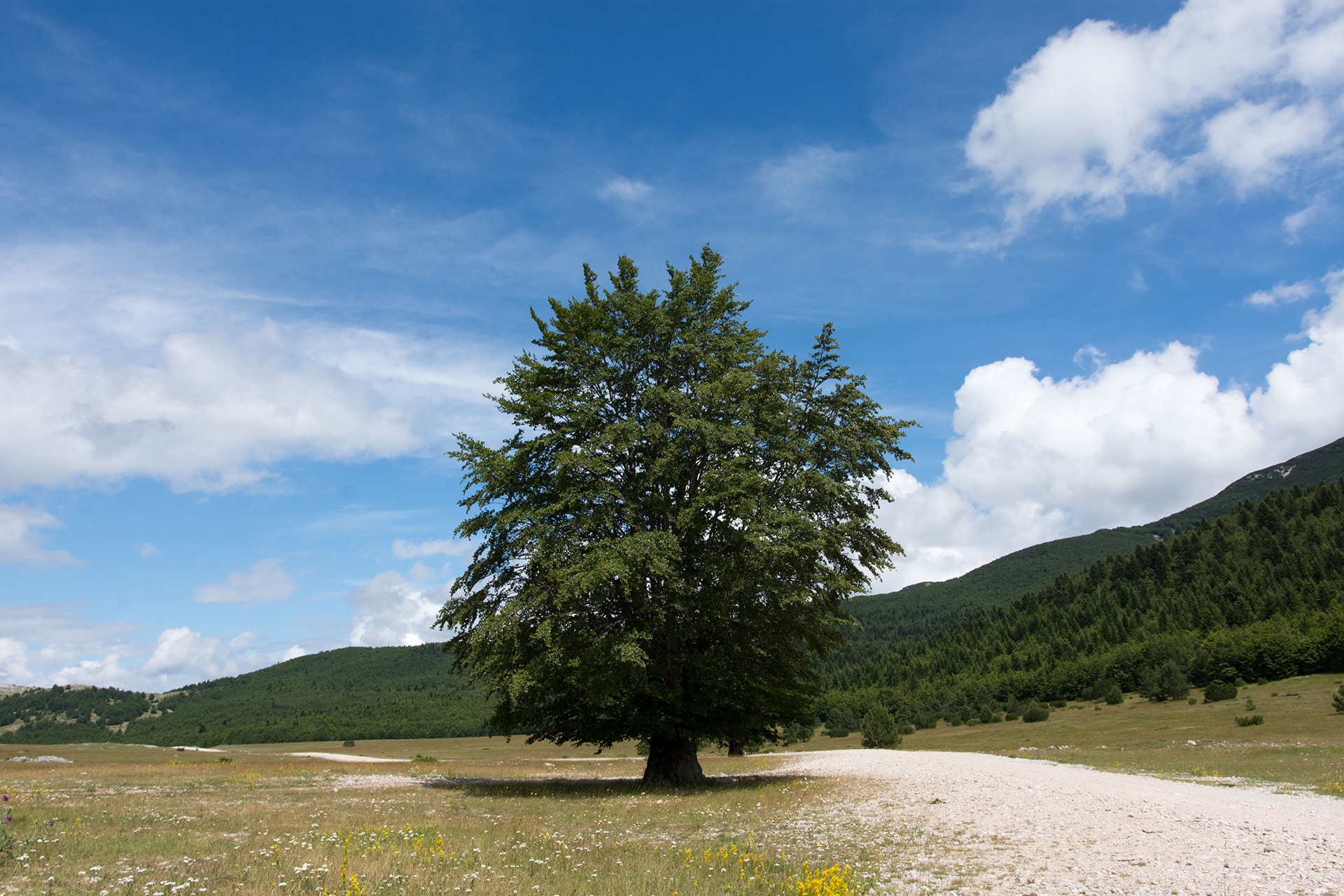 1-fotografija-stablo-hrasta